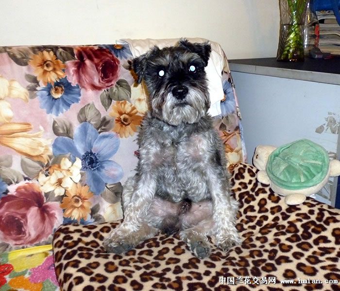 AV步兵图片,君子坦蛋蛋,小人露鸡鸡-心情故事