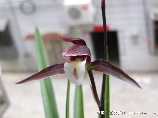 红覆轮红花系列-种养心得-中国兰花交易网社区