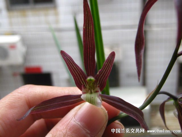 红覆轮红花系列-种养心得-中国兰花交易网社区