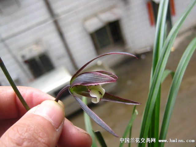 红覆轮红花系列-种养心得-中国兰花交易网社区