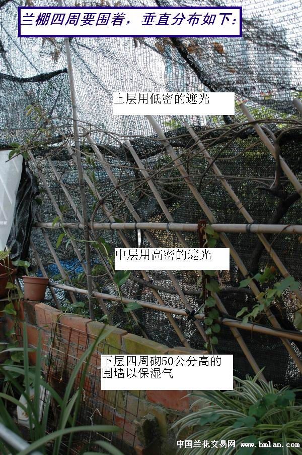 兰棚设计图片