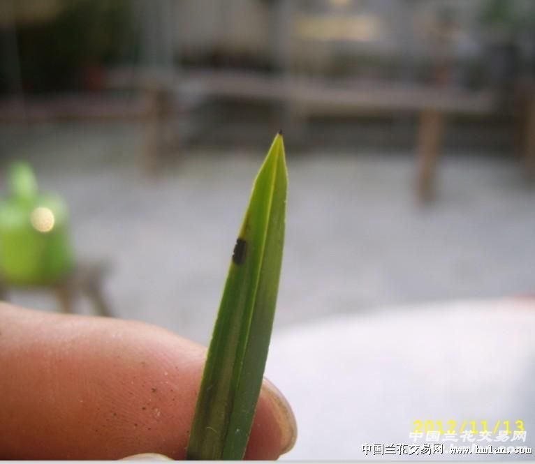 绿云梭镖头