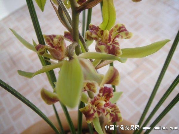 鼎红蕊蝶 反季节开花 依然漂亮-蕙兰篇-中国兰花交易网社区