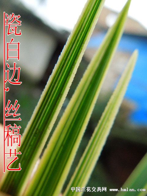 特好的蕙兰中矮种瓷白色边丝稿艺 - 中国兰花交易网
