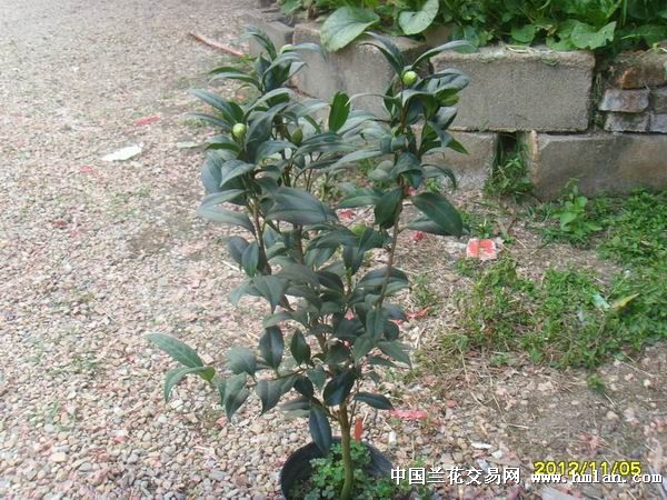 茶花红迪斯