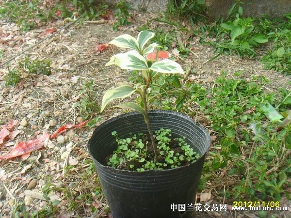叶艺花露珍茶花