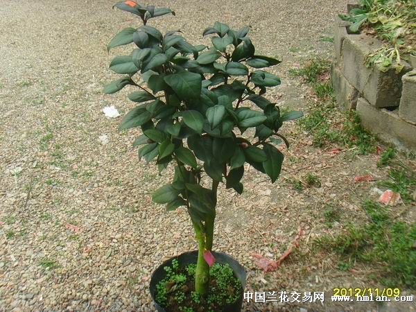 茶花紫叶贝拉大玫瑰