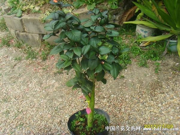 茶花紫叶贝拉大玫瑰