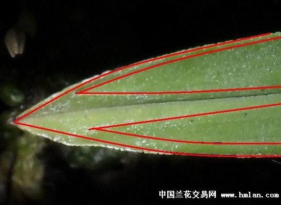 小心求证, 翠盖 绿云?