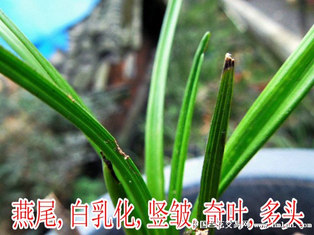 这刚下山燕尾白乳化尖竖皱奇叶多头五齐 蕙兰赌草