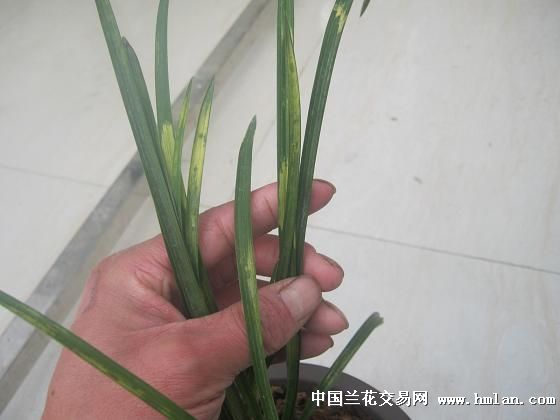 大黄流水虎斑艺-寒兰篇-中国兰花交易网社区
