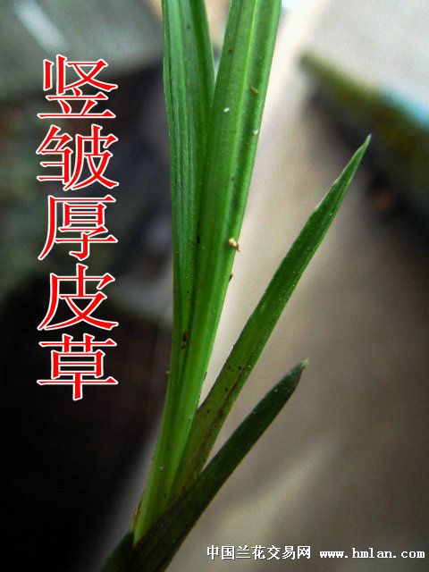 皮厚春兰赌草