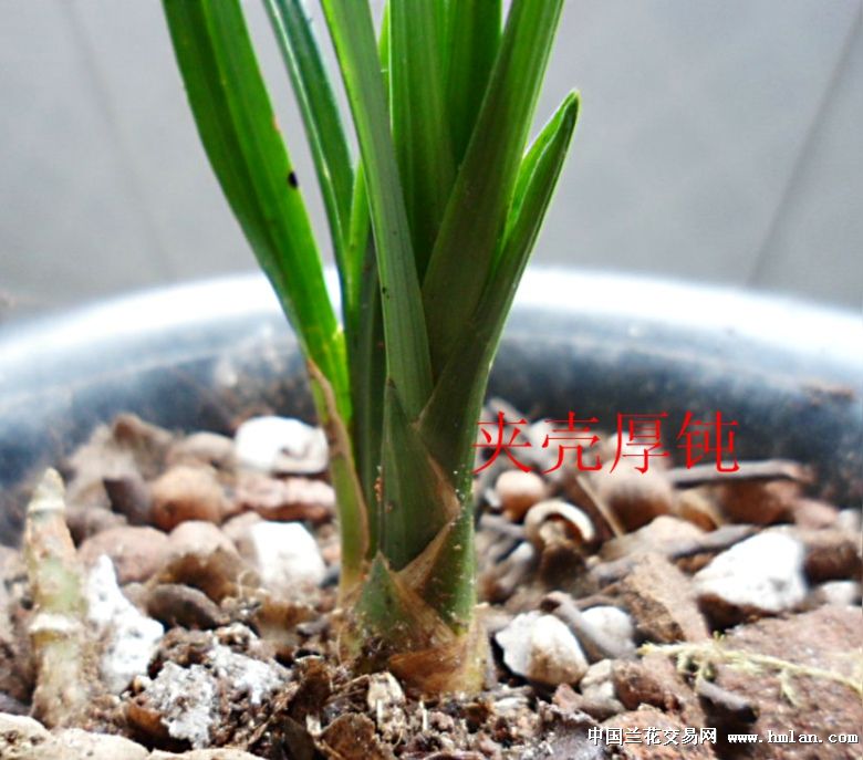 钝头起皮春兰荷草 - 兰花网