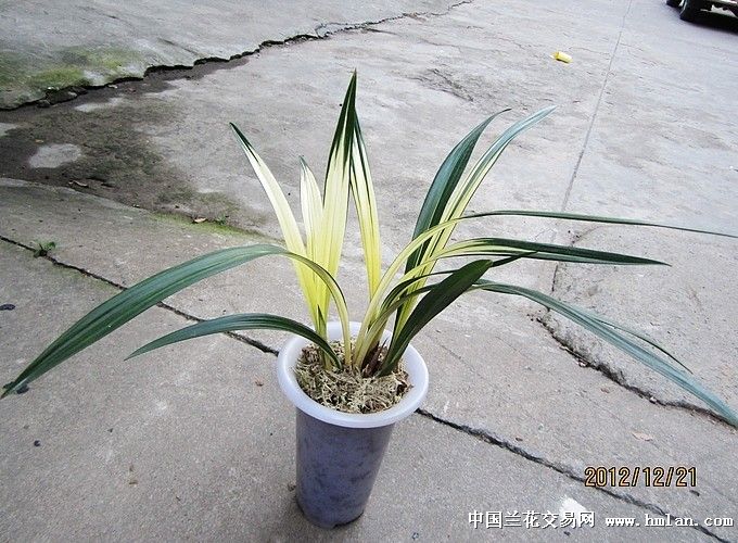 请欣赏~ ~墨兰叶艺-寒兰篇-中国兰花交易网社区