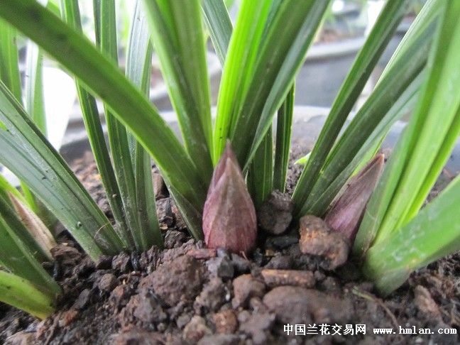 大富贵的花苞-春兰篇-中国兰花交易网社区