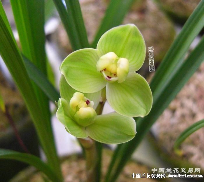 春玉海棠