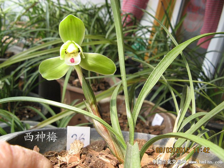 比西神差远了,西神草细,花大,花茎高,白舌上一大红点,真比古代西施