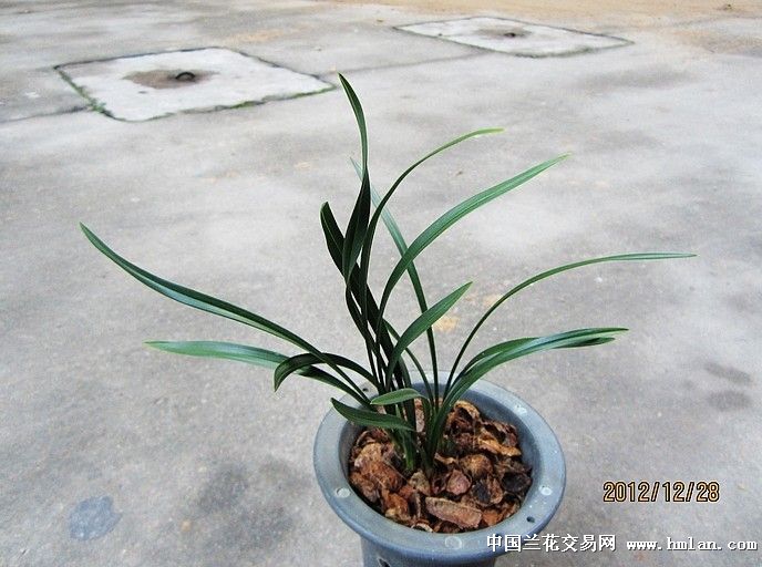 春兰荷瓣~+~翠盖荷+(此盆4苗带1花苞)