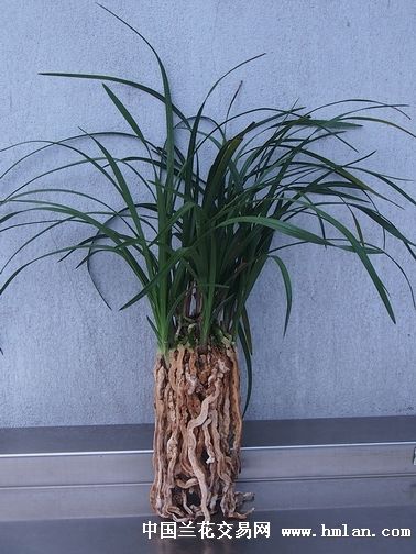 大盆分大一品4苗+1头蛋糕玫瑰视频图片