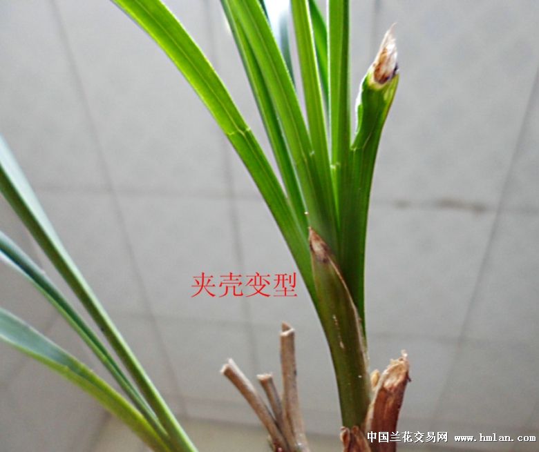 极品春兰水晶头 - 中国兰花交易网