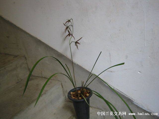请看两棵五瓣红覆轮-茶余兰后-中国兰花交易网社区