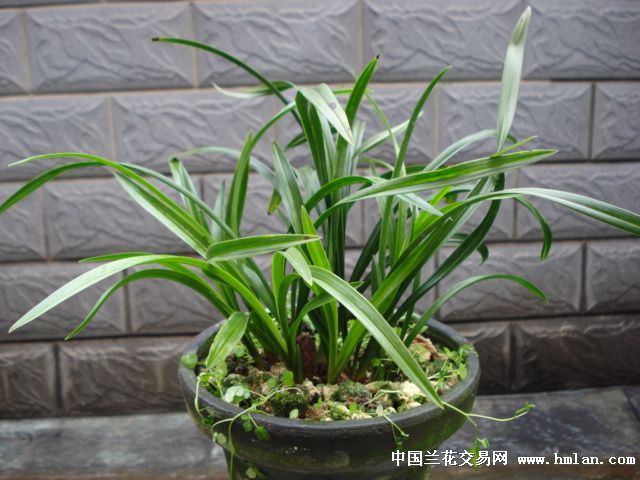 大富贵-春兰篇-中国兰花交易网社区