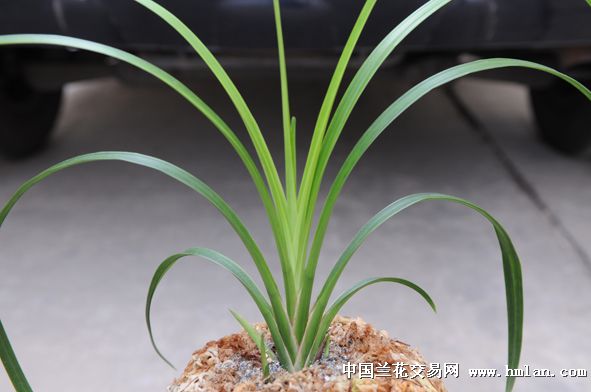 一代天骄这个拍品是蕙兰还是送春呀?-蕙兰篇-中国兰花