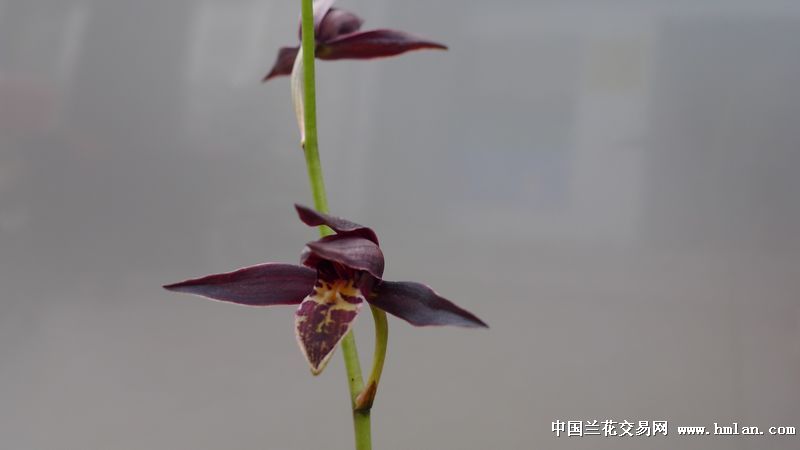 我也色一下-墨兰篇-中国兰花交易网社区