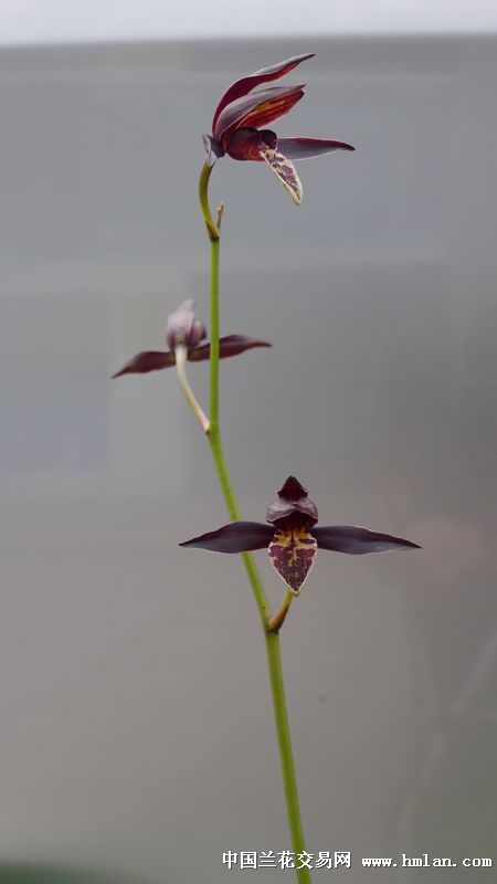 我也色一下-墨兰篇-中国兰花交易网社区