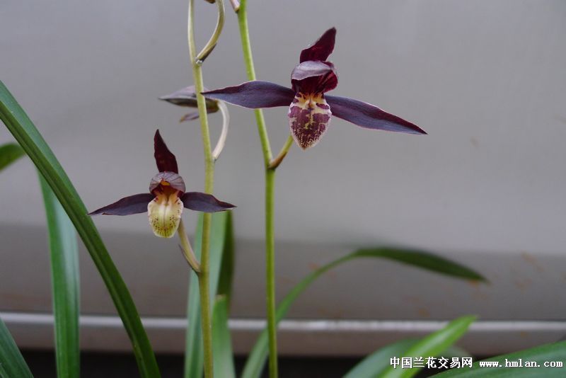 我也色一下-墨兰篇-中国兰花交易网社区