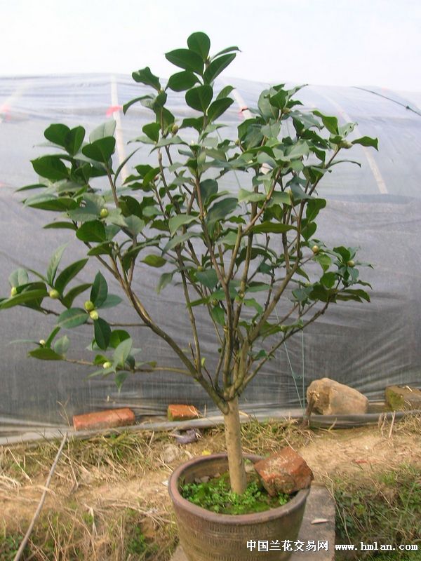 拉力皮特和情人节-茶花篇-中国兰花交易网社区
