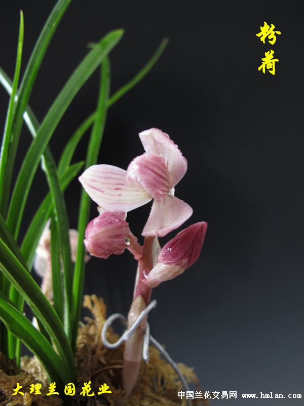莲瓣品种鉴赏:荷瓣常胜将军----粉荷2012年开品-以兰