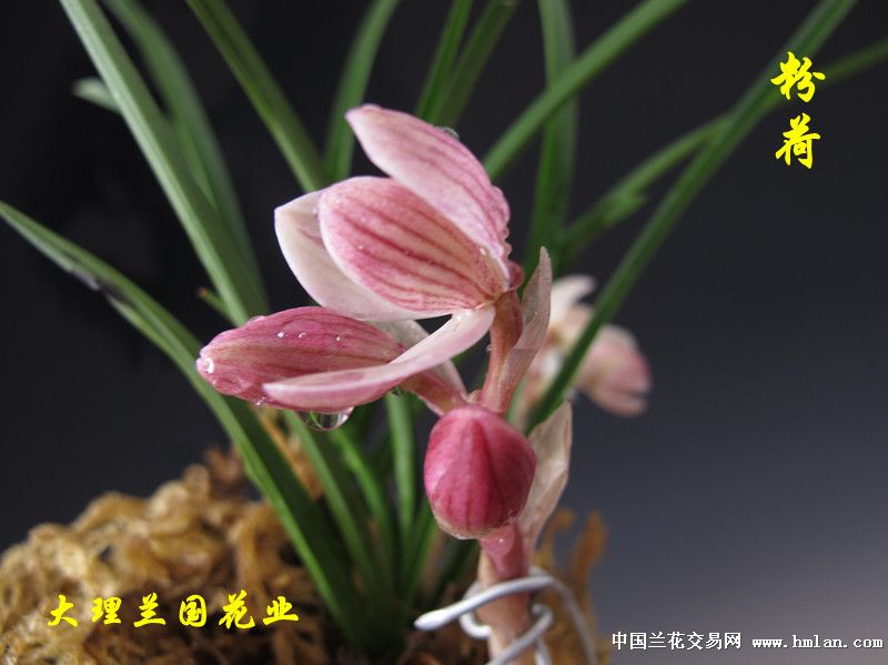 莲瓣品种鉴赏:荷瓣常胜将军----粉荷2012年开品-以兰
