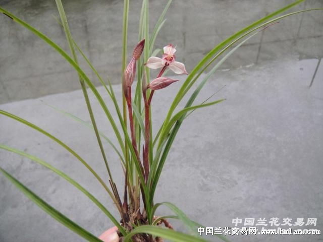 漂亮莲瓣兰新种荷型红花 - 中国兰花交易网