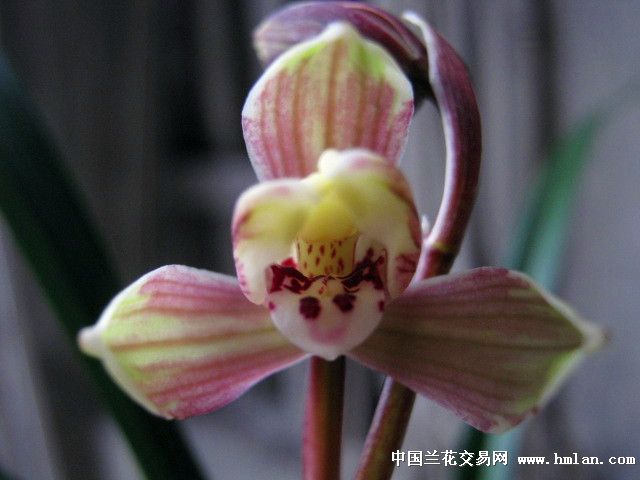 新种春复色红花梅瓣壮草引种【带花】