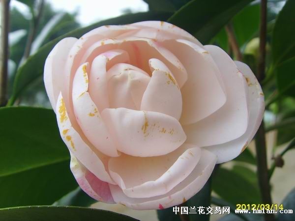 茶花七仙女
