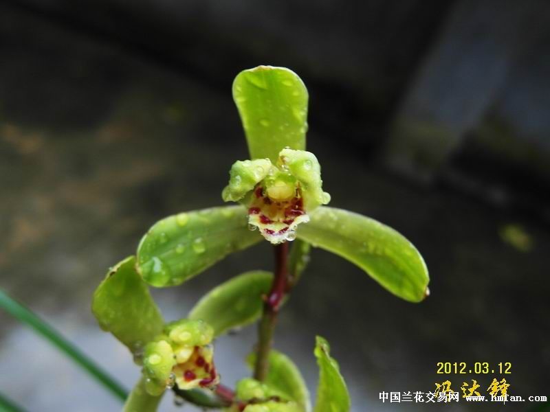 兰花蕙兰端蕙梅