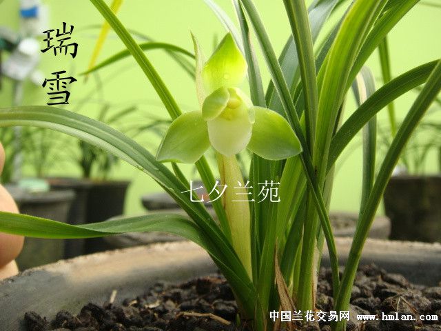 《瑞雪》 - 中国兰花交易网