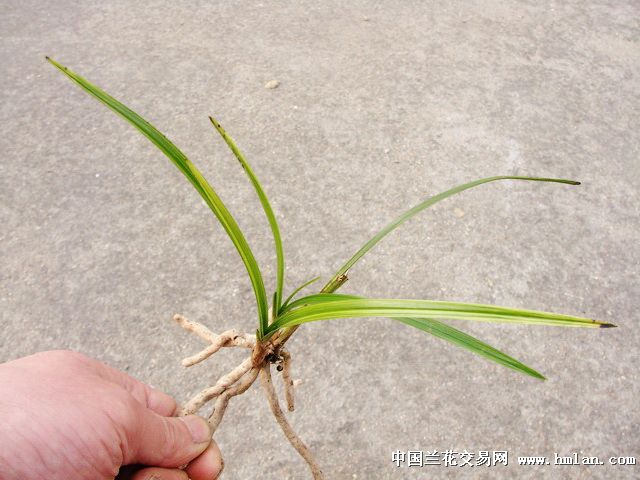 蕙兰散斑缟
