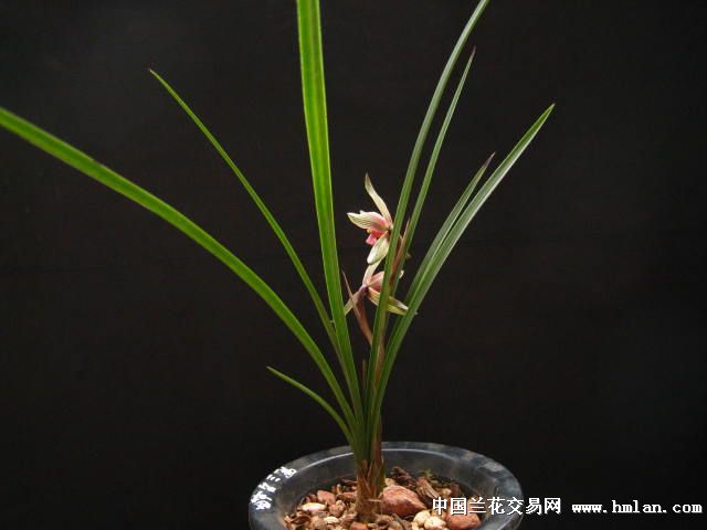 新品红草红素 中国兰花交易网