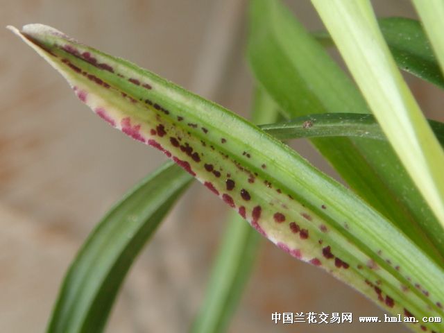 最新开传奇世界网