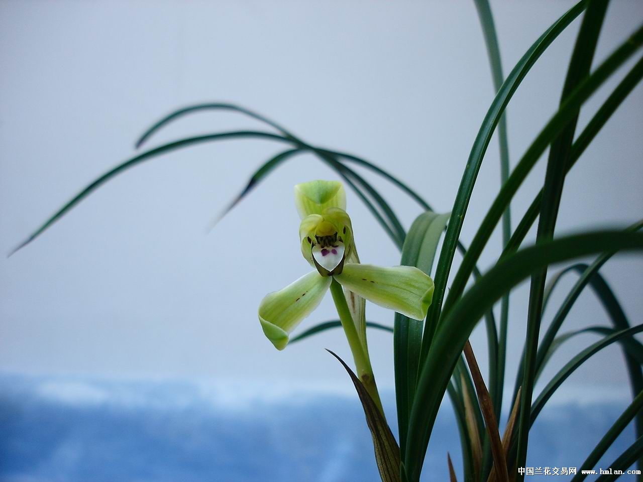 新昌新花--小汪字-春兰篇-中国兰花交易网社区