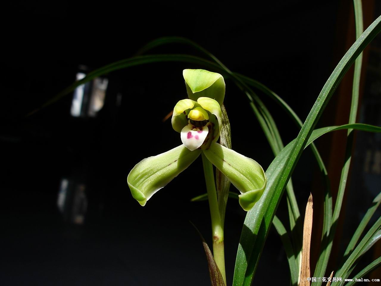 新昌新花--小汪字-春兰篇-中国兰花交易网社区