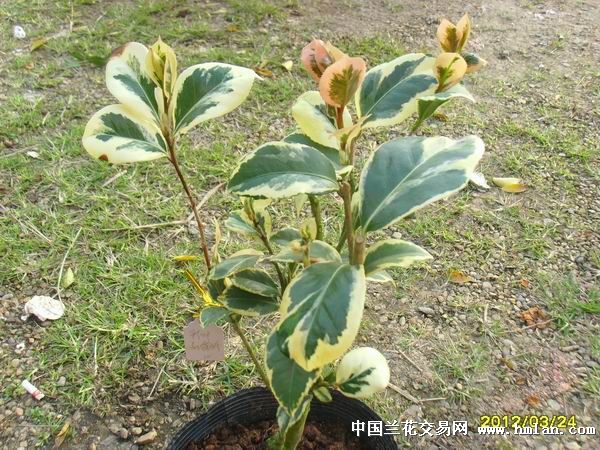 红叶花露珍-茶花篇-中国兰花交易网社区