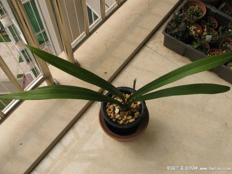 全世界最壮的红如意让我拿到了!-墨兰篇-中国