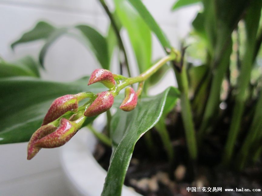 春天里,花儿开---足茎毛兰-热带兰-中国兰花交易