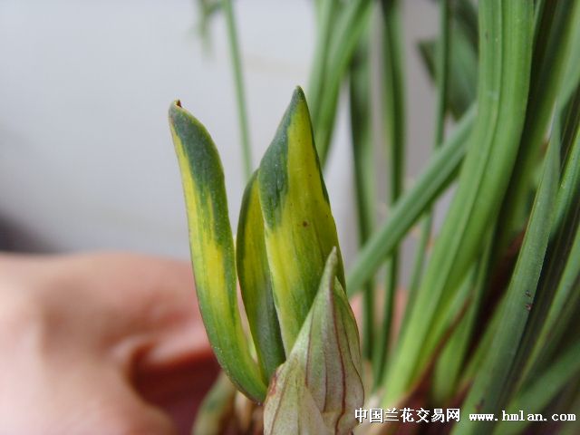 春兰中透花
