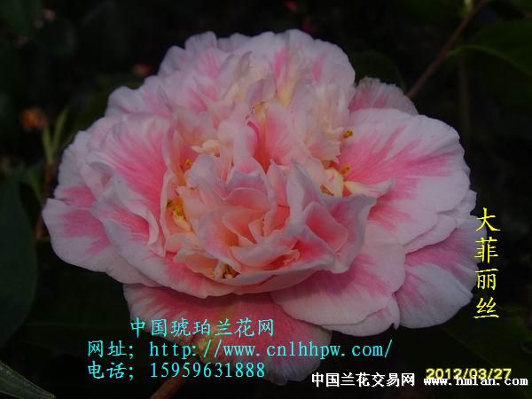 大菲丽丝-茶花篇-中国兰花交易网社区