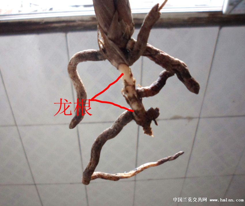 皇上龙根囹 a - 楚楚之家