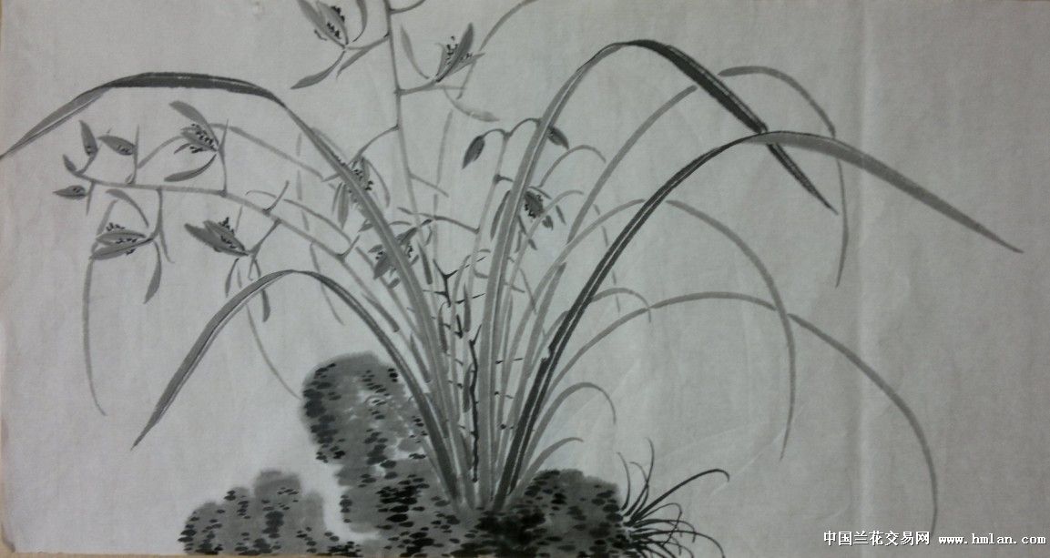 画蕙兰一棵,饿了,吃去-春兰篇-中国兰花交易网社区